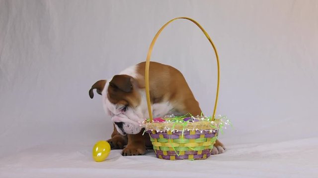 english bulldog puppy hunting easter eggs 4k