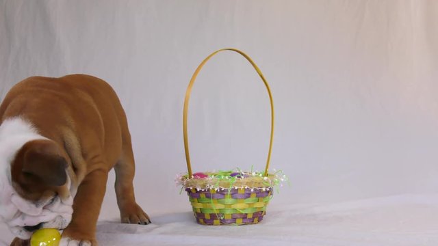 english bulldog puppy trying to eat easter egg from basket cute 4k
