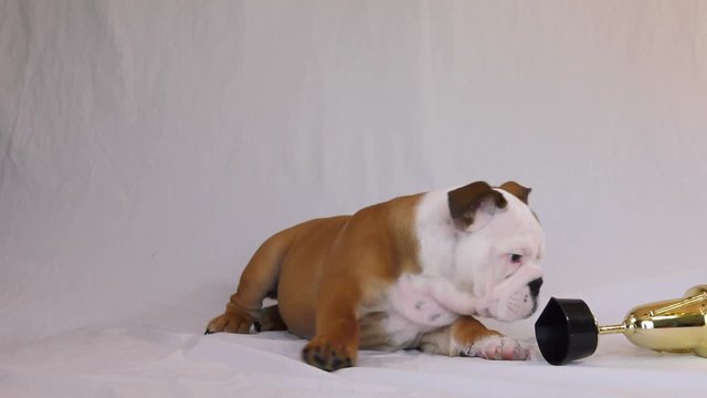 english bulldog puppy kncocks over breeding champion trophy 4k slow motion cute as heck