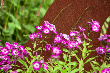 Phlox
