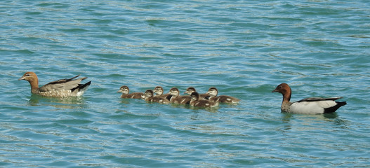  duck swimming with chicks