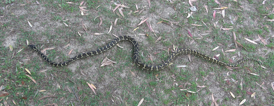  long  carpet python