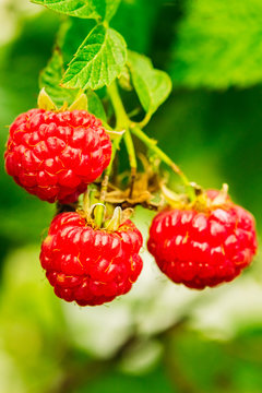 Ripe raspberries in the garden