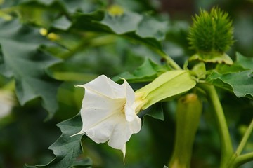 Fototapeta na wymiar White trumpet shaped flower of hallucinogen plant Devil's Trumpet, also called Jimsonweed, latin name Datura Stramonium. Spiky seed capsule in background