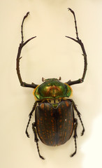 Long-armed scarabs (Cheirotonus peracanus) male isolated