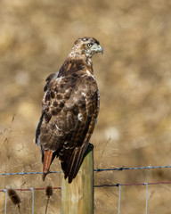 Red-tailed Hawk