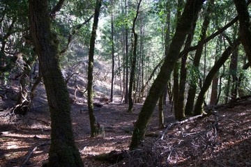 Austin Creek State Recreation Area - park encompassing an isolated wilderness area. Its includes ravines, grassy hillsides, oak-capped knolls, and rocky summits offering glimpses offering glimpses.