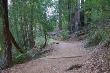 Austin Creek State Recreation Area - park encompassing an isolated wilderness area. Its includes ravines, grassy hillsides, oak-capped knolls, and rocky summits offering glimpses offering glimpses.