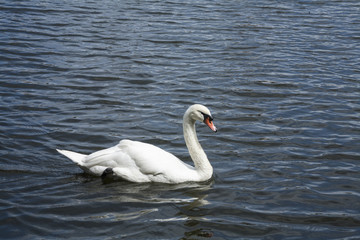 White  swan / White swan lake