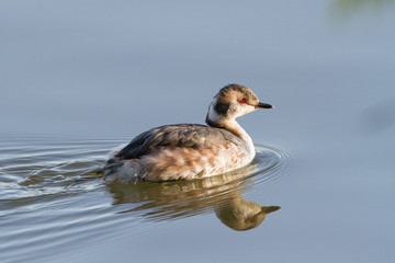 Grebe Horned
