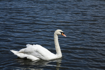 White  swan / White swan lake