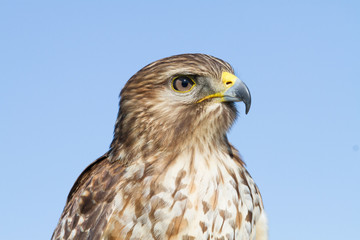 Red-shouldered Hawk
