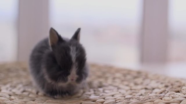 Little cute decorative rabbits in photo studio