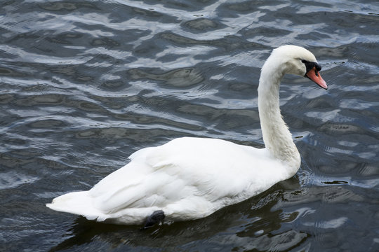 White  swan / White swan lake
