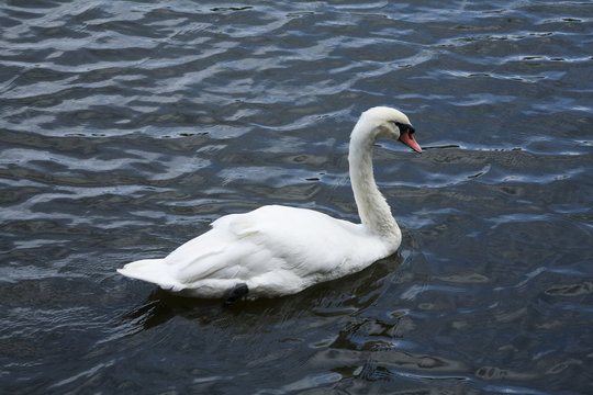 White  swan / White swan lake