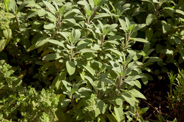 Salbei, Behandlung von Halsschmerzen