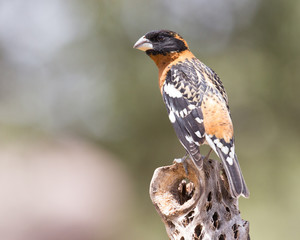 Grosbeak Black-headed