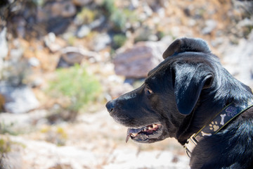 Black Lab sitting outdoors