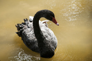 Black  swan / Black swan lake