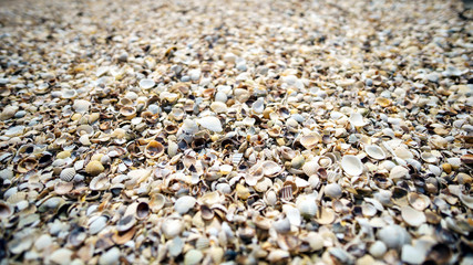 Lots of shell covers the sea
