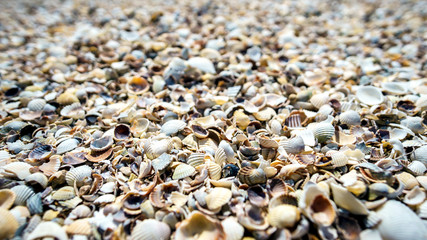 Lots of shell covers the sea 2