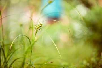 Igel-Segge, Sternsegge