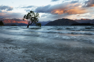 Picturesque view of Wanaka Tree