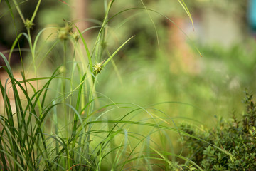 Stern-Segge, Igel-Segge