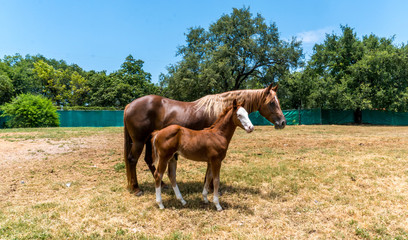 Caballo y Potrillo