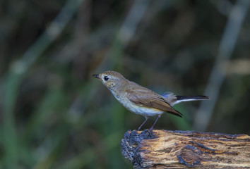 Red-breasted Flycatcher