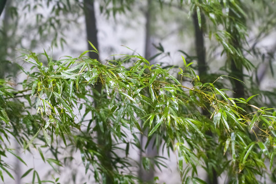 bamboo leaves in the fog