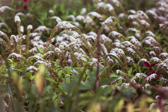 Wei&szlig;er Felberich, Lysimachia clethroides