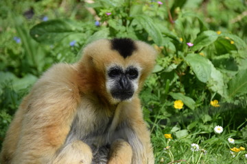 gibbon