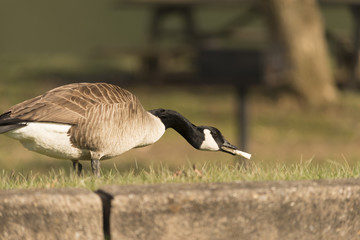 Canadian Goose Eating