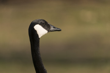 Canadian Goose