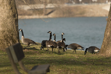 Gaggle