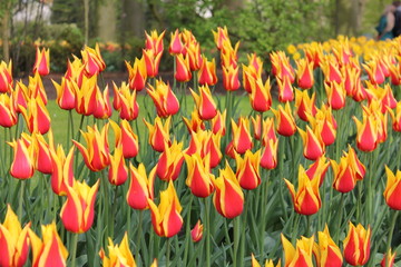 チューリップ