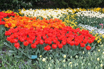 チューリップ