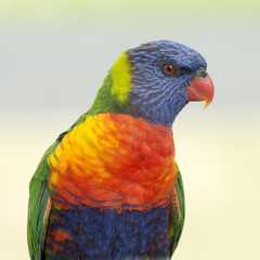 Australian  rainbow lorikeet
