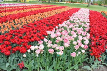 チューリップ