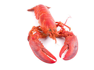 close up shot on lobster on white background, seafood menu for meal
