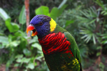 Rainbow Lorikeet Parrot