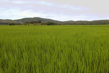 Obraz na płótnie Canvas Rice Field in Northern Thailand