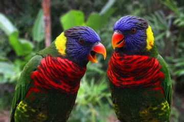 Foto op Plexiglas Rainbow Lorikeet Parrots © erikakirky