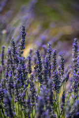 Fototapeta premium Bee and lavender