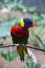 Rainbow Lorikeet Parrot