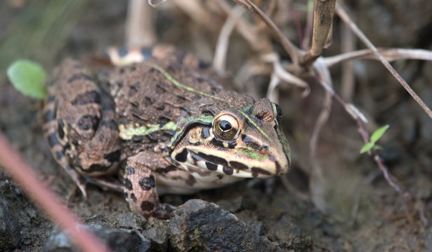 Indian Bull Frog
