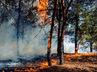 Forest fire. Burned trees after forest fires and lots of smoke