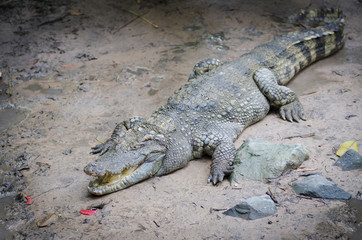 crocodile on ground