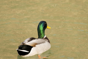 Male Mallard Duck